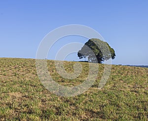 A beautiful single tree on a hill in the countryside of Galicia, in Spain.