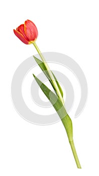 Beautiful single tulip