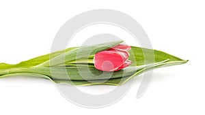 Beautiful single tulip