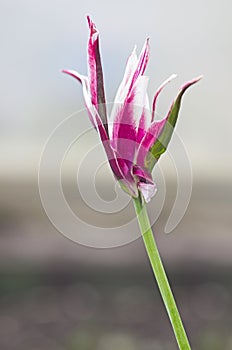 Beautiful single tulip