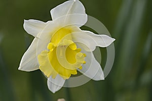 BEAUTIFUL SINGLE WHITE DAFFODIL FLOWER