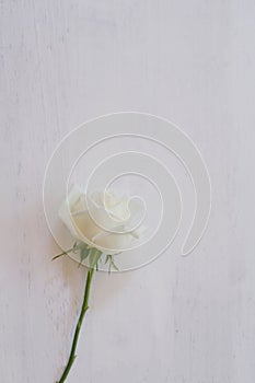 Beautiful single white fresh rose flower on white background, soft tone valentine concept