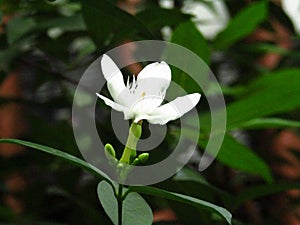 Beautiful single white jasmine flowers in front of the yard of the house with blurred background