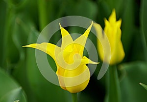 Beautiful single yellow lily tulip flowers at full bloom