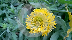 Beautiful Single Yellow Sunflower in the Garden