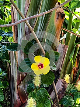 Beautiful single yellow tropical flower by tree in botanical garden
