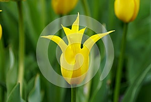 Beautiful single yellow tulip flowers at full bloom