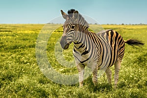 Beautiful single zebra in wild steppe
