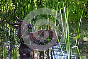 Beautiful Sitatunga in water with fresh green grass