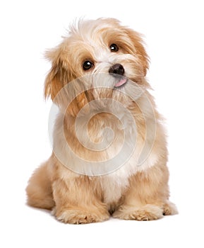 Beautiful sitting reddish havanese puppy dog is looking upward