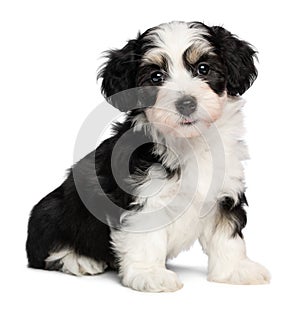 A beautiful sitting tricolor havanese puppy dog photo