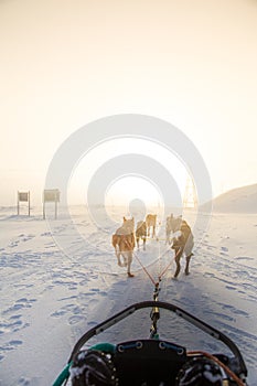 A beautiful six dog teem pulling a sled. Picture taken from sitting in the sled perspective. FUn, healthy winter sport in north.