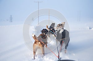 A beautiful six dog teem pulling a sled. Picture taken from sitting in the sled perspective. FUn, healthy winter sport in north.