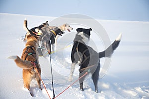 A beautiful six dog teem pulling a sled. Picture taken from sitting in the sled perspective. FUn, healthy winter sport in north.