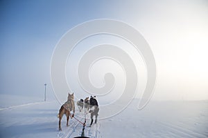 A beautiful six dog teem pulling a sled. Picture taken from sitting in the sled perspective. FUn, healthy winter sport in north.