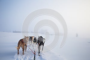 A beautiful six dog teem pulling a sled. Picture taken from sitting in the sled perspective. FUn, healthy winter sport in north.