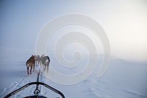 A beautiful six dog teem pulling a sled. Picture taken from sitting in the sled perspective. FUn, healthy winter sport in north.