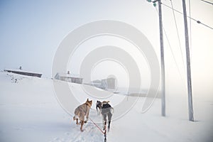 A beautiful six dog teem pulling a sled. Picture taken from sitting in the sled perspective. FUn, healthy winter sport in north.