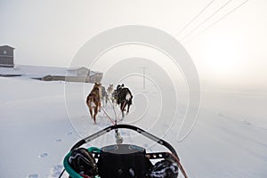 A beautiful six dog teem pulling a sled. Picture taken from sitting in the sled perspective. FUn, healthy winter sport in north.