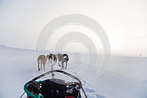 A beautiful six dog teem pulling a sled. Picture taken from sitting in the sled perspective. FUn, healthy winter sport in north.