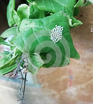 Beautiful six spots burnet moth cocoons in holy basil leaf photo