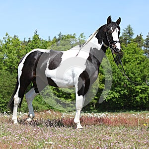 Beautiful skewbald horse with perfect haircut