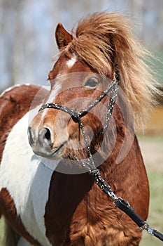 Beautiful skewbald Shetland pony standing in outdoor