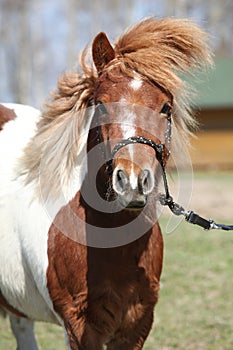 Beautiful skewbald Shetland pony standing in outdoor