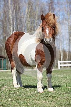 Beautiful skewbald Shetland pony standing in outdoor