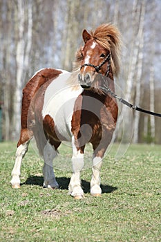 Beautiful skewbald Shetland pony standing in outdoor