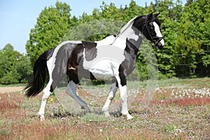 Beautiful skewbald stallion with nice haircut