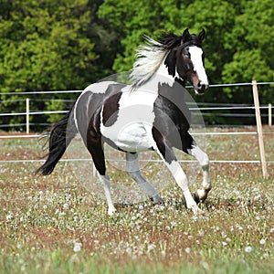 Beautiful skewbald stallion running on flowering pasturage