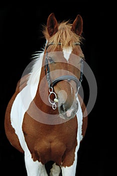 Beautiful skewbald welsh pony portrait