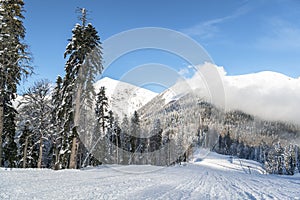 Beautiful ski resort; Panorama of ski resort, slope the piste among white snow pine trees