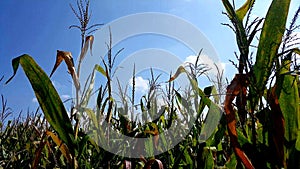 Beautiful skies captured in a cornfield in oakville Indiana