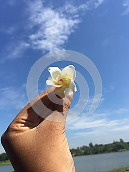 Plumeria with Nyctanthes arbor-tristis and beautiful sky backround . photo
