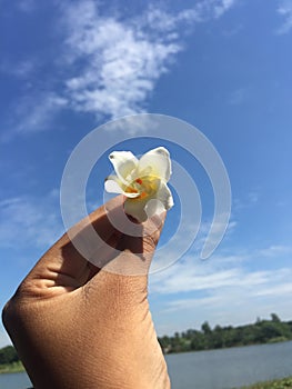 Plumeria with Nyctanthes arbor-tristis and beautiful sky backround .