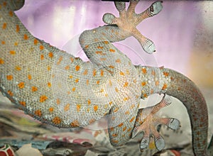 Beautiful skin color pattern of Thai geckos belly on clear glass.