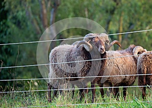 Beautiful skudde sheep on a meadow