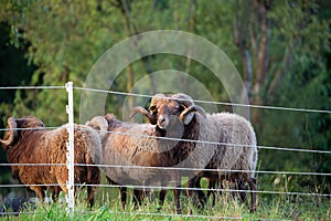 Beautiful skudde sheep on a meadow