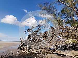 Beautiful sky blue background with a fallen old tree that caused of the land erosion in Balambangan Island, Kudat.