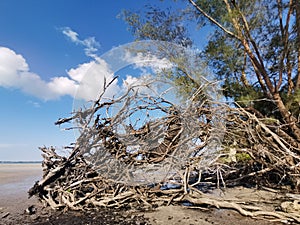 Beautiful sky blue background with a fallen old tree that caused of the land erosion in Balambangan Island, Kudat.