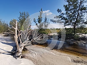 Beautiful sky blue background with a fallen old tree that caused of the land erosion in Balambangan Island, Kudat.