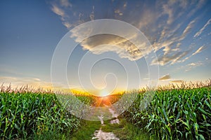 Beautiful sky with clear sky, clouds and corn field