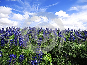 Beautiful sky with clouds and lupins