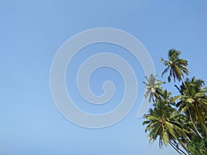 beautiful sky with coconut tree natural palm photo photo