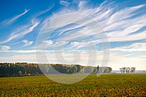 Beautiful sky, field and forest in far in autumn season, bright sunlight and cirrus clouds