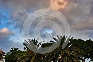 Beautiful sky and many palm trees in Cambrils Spain photo