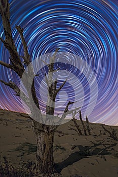 Beautiful sky at night with star trails and a dead tree in a dune