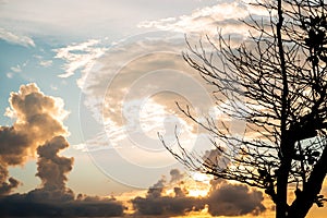 Beautiful sky in sunset with silhouette tree branches in tropical country